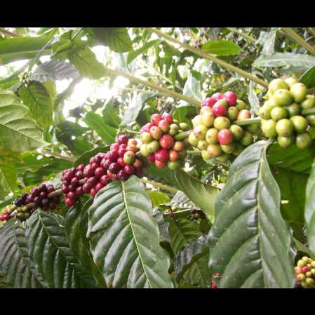 Bali Coffee