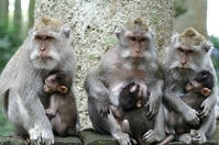 Tour to Sangeh Monkeys Bali