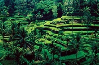 Tour to Ubud, Bali