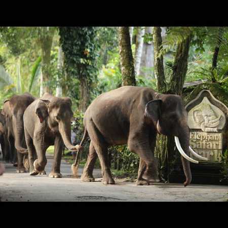 Elephant Ride Bali