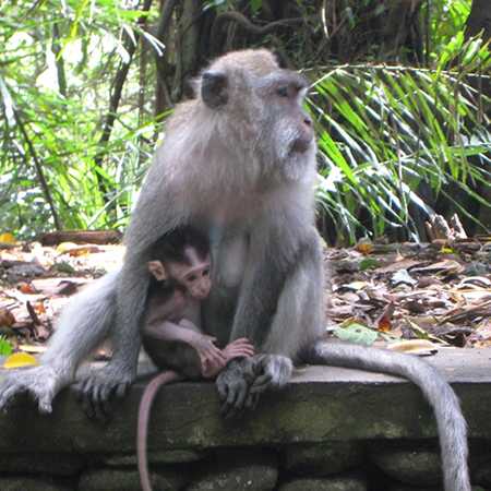 Ubud Monkey Forest