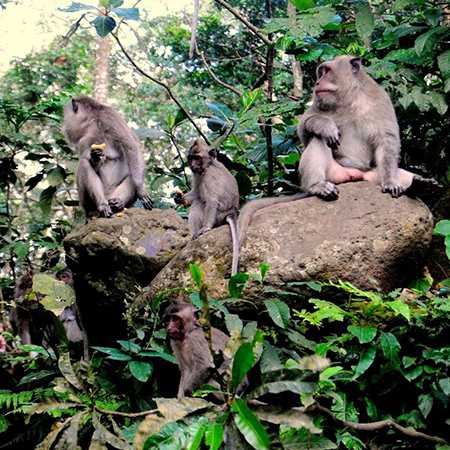 Ubud Monkey Forest